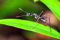 Black stilt-legged fly