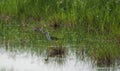 Black stilt in search for food