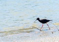 Black stilt at waters edge