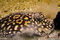 Black stingray digging in the sand to camouflage and hide away, tropical fish from the rivers of brazil Royalty Free Stock Photo