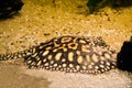 Black stingray laying on the bottom, camouflaged in the sand, tropical aquarium pet from brazil Royalty Free Stock Photo