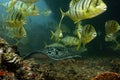 Black Stingray on a reef with yellow fish Royalty Free Stock Photo