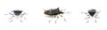 black stink bug - Proxys punctulatus - isolated on white background three views