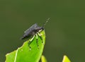 Black Stink bug (Proxys punctulatus) on a leaf in Houston, TX. Royalty Free Stock Photo