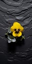 Minimalistic Pansy Composition On Textured Surface