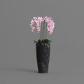 Black stone pot with phalaenopsis orchid isolated on light background Royalty Free Stock Photo