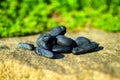 Black stones Royalty Free Stock Photo