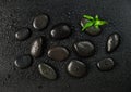 Black stones and green bamboo sprout, covered with water drops Royalty Free Stock Photo