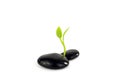 Black stones with young little plant