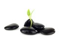 Black stones with young little plant