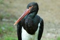 Black stork