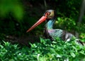 Black stork Royalty Free Stock Photo