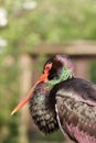 Black Stork Royalty Free Stock Photo