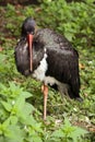 Black stork Royalty Free Stock Photo