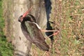 Black stork Royalty Free Stock Photo