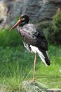 Black stork Royalty Free Stock Photo