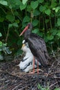 Black Stork Royalty Free Stock Photo