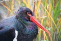 Black stork