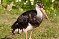 Black stork