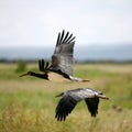 Black Stork in Amboseli Kenya Royalty Free Stock Photo