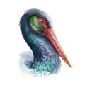 Black stork beautiful illustration. Wild bird realistic portrait. Wild bird with red beak image. Black stork head Royalty Free Stock Photo