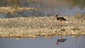 Black stork bird at Bardia National park, Nepal