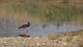 Black stork bird at Bardia National park, Nepal