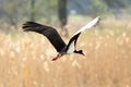 Black Stork - Bird In Flight Royalty Free Stock Photo