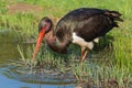 Black Stork - Ciconia nigra