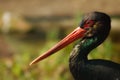 Black Stork (Ciconia nigra)