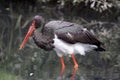 Black Stork, Ciconia nigra