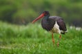 Black Stork - Ciconia nigra Royalty Free Stock Photo