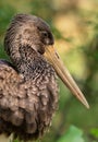 Black stork Ciconia nigra Close up portrait of stork, black fluffy feathers, long brown beak, diffused green background, juvenil Royalty Free Stock Photo