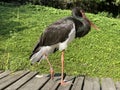 Black stork Ciconia nigra, Der Schwarzstorch, La cicogna nera, La cigogne noire, Cicogne noire or Crna roda - The Zoo ZÃÂ¼rich