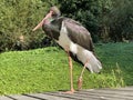 Black stork Ciconia nigra, Der Schwarzstorch, La cicogna nera, La cigogne noire, Cicogne noire or Crna roda - The Zoo ZÃÂ¼rich