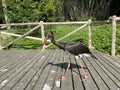 Black stork Ciconia nigra, Der Schwarzstorch, La cicogna nera, La cigogne noire, Cicogne noire or Crna roda - The Zoo ZÃÂ¼rich