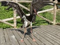 Black stork Ciconia nigra, Der Schwarzstorch, La cicogna nera, La cigogne noire, Cicogne noire or Crna roda - The Zoo ZÃÂ¼rich