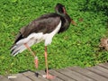 Black stork Ciconia nigra, Der Schwarzstorch, La cicogna nera, La cigogne noire, Cicogne noire or Crna roda - The Zoo ZÃÂ¼rich