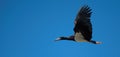 Black stork Ciconia nigra in flight Royalty Free Stock Photo