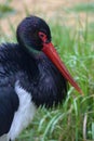 The black stork (Ciconia nigra) head detail in a natural habitat Royalty Free Stock Photo