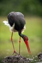 Black stork Royalty Free Stock Photo