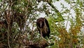 The black stork, Ciconia nigra. Large bird in the stork family Ciconiidae