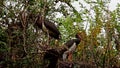 The black stork, Ciconia nigra. Large bird in the stork family Ciconiidae