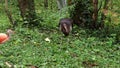 The black stork, Ciconia nigra. Large bird in the stork family Ciconiidae