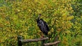 The black stork, Ciconia nigra. Large bird in the stork family Ciconiidae