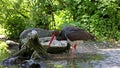 The black stork, Ciconia nigra. Large bird in the stork family Ciconiidae