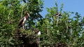 The black stork, Ciconia nigra. Large bird in the stork family Ciconiidae