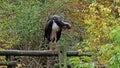 The black stork, Ciconia nigra. Large bird in the stork family Ciconiidae