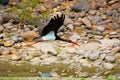 The black stork, Ciconia nigra, Nameri National Park Royalty Free Stock Photo