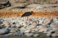 The black stork, Ciconia nigra, Nameri National Park Royalty Free Stock Photo